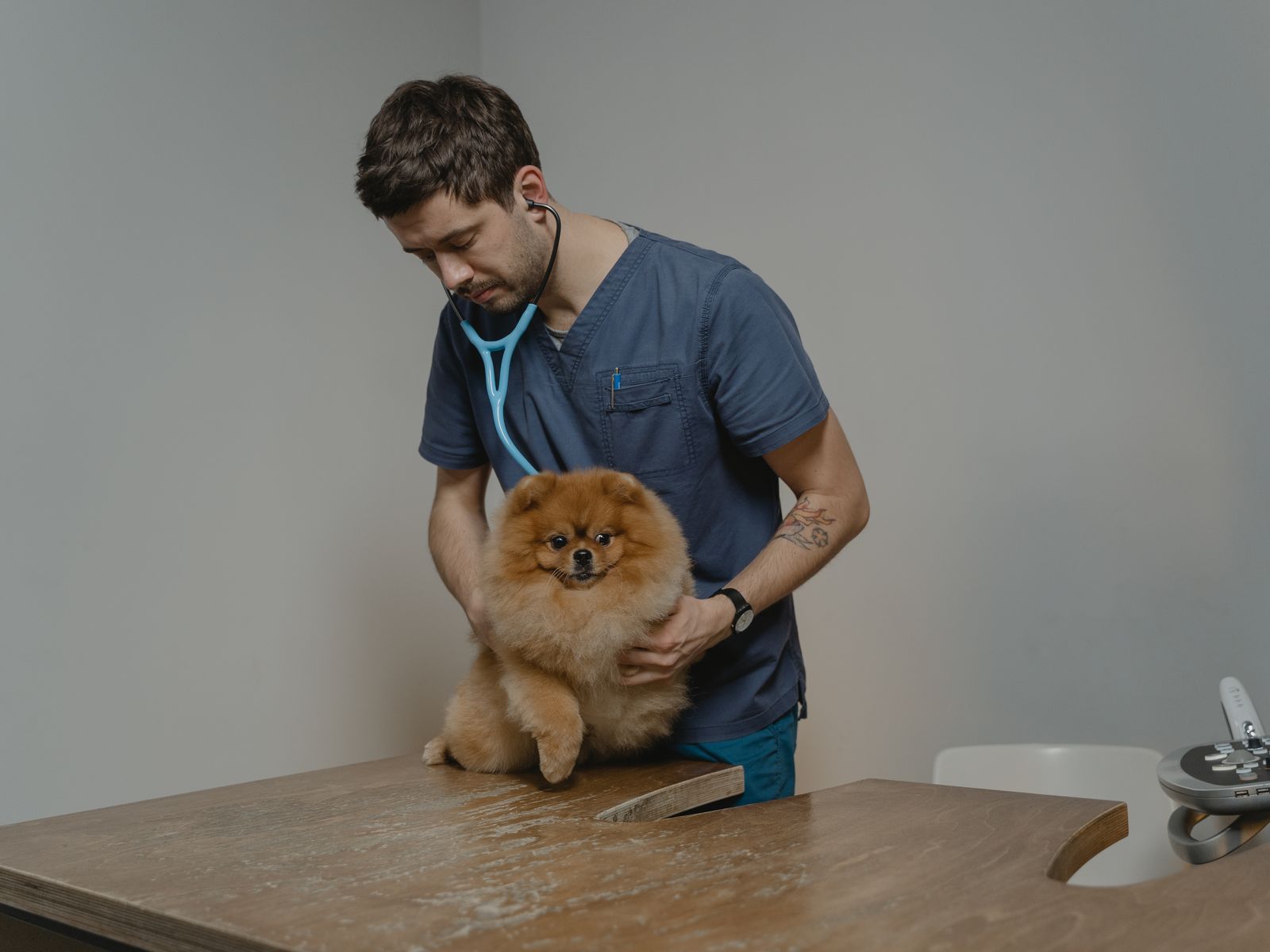 Veterinario visita un cane